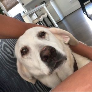 Meet your Posher, Peter